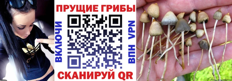 Галлюциногенные грибы Psilocybe  цены наркотик  Батайск 
